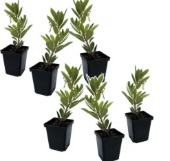 Jordbærtræ - Sæt med 6 - Arbutus 'Unedo' - Højde 25-40cm - ⌀9cm