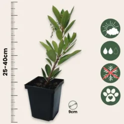 Jordbærtræ - Sæt med 6 - Arbutus 'Unedo' - Højde 25-40cm - ⌀9cm