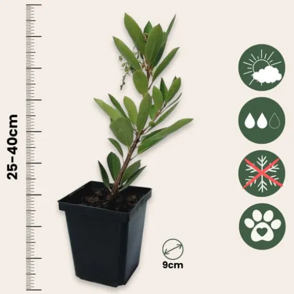 Jordbærtræ - Sæt med 6 - Arbutus 'Unedo' - Højde 25-40cm - ⌀9cm