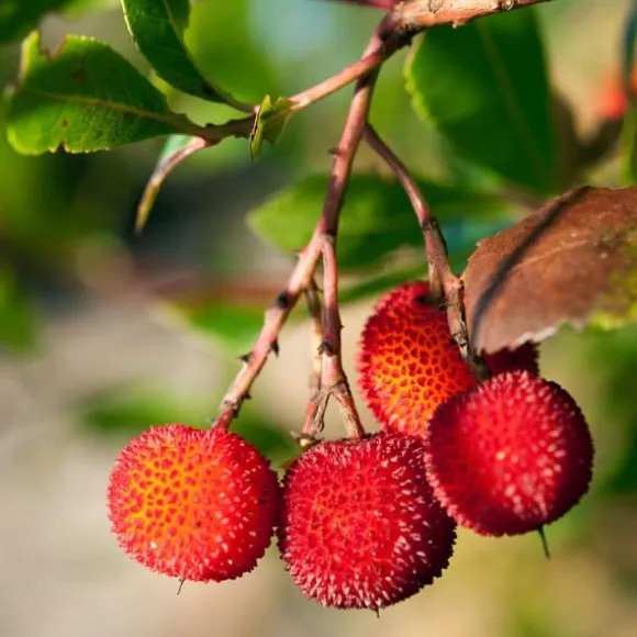 Jordbærtræ - Sæt med 3 - Arbutus 'Unedo' - Højde 25-40cm - ⌀9cm