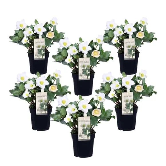 Julerose - Sæt med 6 - Helleborus niger 'Mont Blanc' - Højde 20-30cm - ⌀12cm