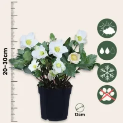 Julerose - Sæt med 6 - Helleborus niger 'Mont Blanc' - Højde 20-30cm - ⌀12cm