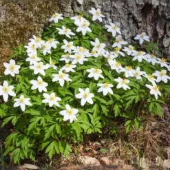 Julerose - Sæt med 6 - Helleborus niger 'Mont Blanc' - Højde 20-30cm - ⌀12cm