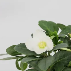 Julerose - Sæt med 6 - Helleborus niger 'Mont Blanc' - Højde 20-30cm - ⌀12cm