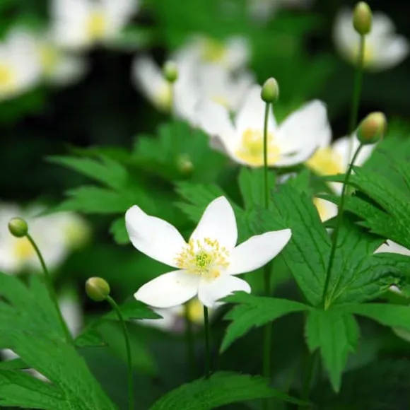 Julerose - Sæt med 6 - Helleborus niger 'Mont Blanc' - Højde 20-30cm - ⌀12cm