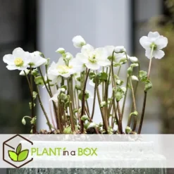 Julerose - Sæt med 6 - Helleborus niger 'Mont Blanc' - Højde 20-30cm - ⌀12cm
