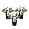 Julerose - Sæt med 3 - Helleborus niger 'Mont Blanc' - Højde 20-30cm - ⌀12cm