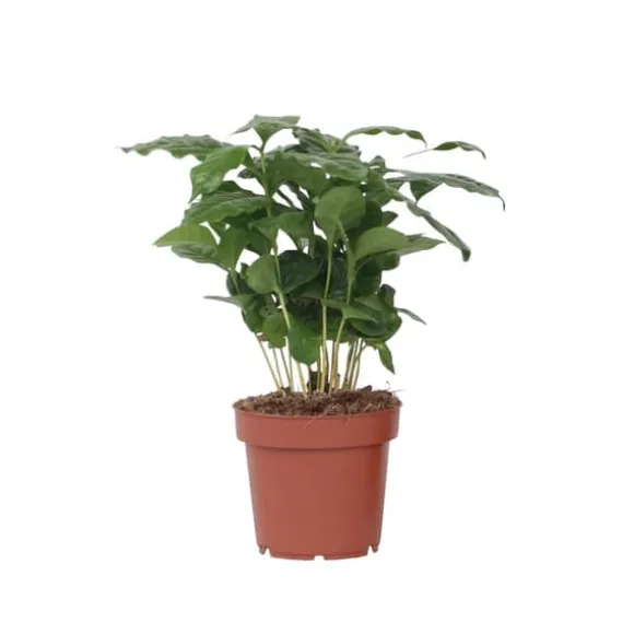 Kaffetræ - Coffea arabica - Højde 25-40cm - ⌀12cm