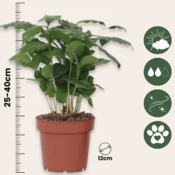 Kaffetræ - Coffea arabica - Højde 25-40cm - ⌀12cm