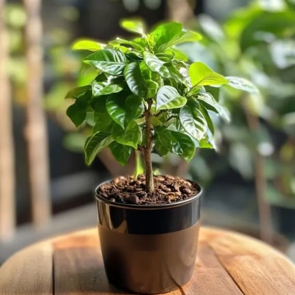 Kaffetræ - Coffea arabica - Højde 25-40cm - ⌀12cm