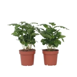 Kaffetræ - Sæt med 2 - Coffea arabica - Højde 25-40cm - ⌀12cm