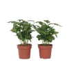 Kaffetræ - Sæt med 4 - Coffea arabica - Højde 25-40cm - ⌀12cm