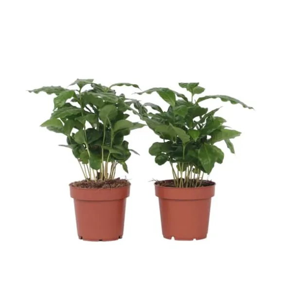 Kaffetræ - Sæt med 4 - Coffea arabica - Højde 25-40cm - ⌀12cm