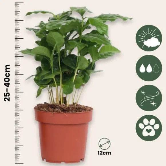 Kaffetræ - Sæt med 4 - Coffea arabica - Højde 25-40cm - ⌀12cm