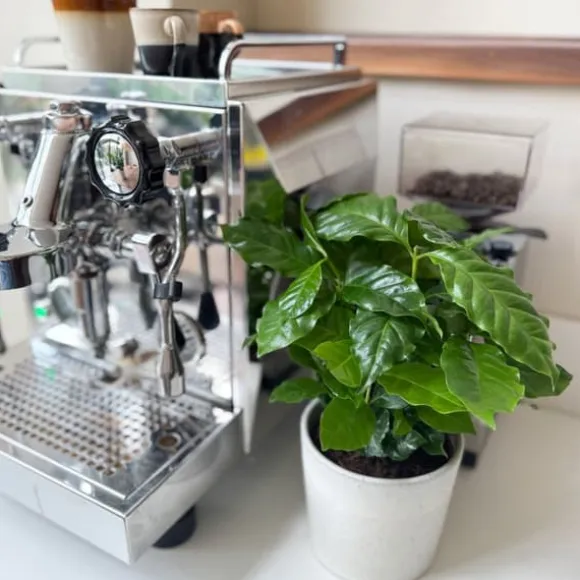 Kaffetræ - Sæt med 4 - Coffea arabica - Højde 25-40cm - ⌀12cm