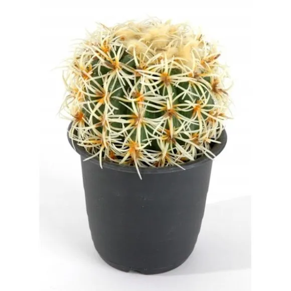 KAKTUS blomsterkugle 16,5 cm | 8623501400