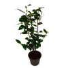 Kamelia japansk rose - Camellia japonica 'Brush Field' - Højde 50-60cm - ⌀15cm