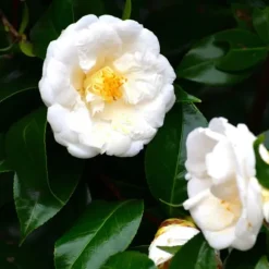 Kamelia japansk rose - Camellia japonica 'Brush Field' - Højde 50-60cm - ⌀15cm