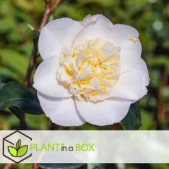 Kamelia japansk rose - Camellia japonica 'Brush Field' - Højde 50-60cm - ⌀15cm