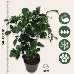 Kamelia japansk rose - Camellia japonica 'Lady Campbell' - Højde 50-60cm - ⌀15cm