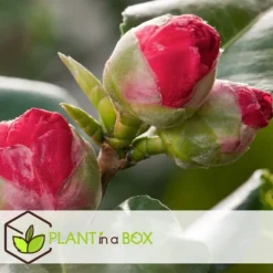 Kamelia japansk rose - Camellia japonica 'Lady Campbell' - Højde 50-60cm - ⌀15cm