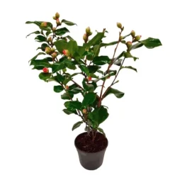 Kamelia japansk rose - Camellia japonica 'Dr. King' - Højde 50-60cm - ⌀15cm