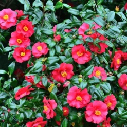 Kamelia japansk rose - Camellia japonica 'Dr. King' - Højde 50-60cm - ⌀15cm