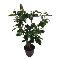 Kamelia japansk rose - Camellia japonica 'Bonomiana' - Højde 50-60cm - ⌀15cm