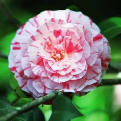Kamelia japansk rose - Camellia japonica 'Bonomiana' - Højde 50-60cm - ⌀15cm