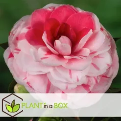 Kamelia japansk rose - Camellia japonica 'Bonomiana' - Højde 50-60cm - ⌀15cm