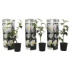 Kamelia japansk rose - Sæt med 3 - Camellia 'B. Field' - Højde 25-40cm - ⌀9cm