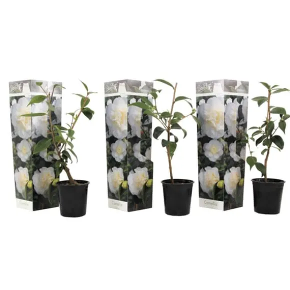Kamelia japansk rose - Sæt med 3 - Camellia 'B. Field' - Højde 25-40cm - ⌀9cm