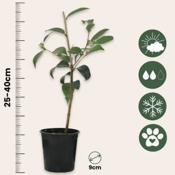 Kamelia japansk rose - Sæt med 3 - Camellia 'B. Field' - Højde 25-40cm - ⌀9cm