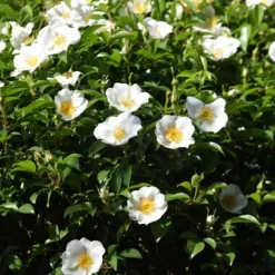 Kamelia japansk rose - Sæt med 3 - Camellia 'B. Field' - Højde 25-40cm - ⌀9cm