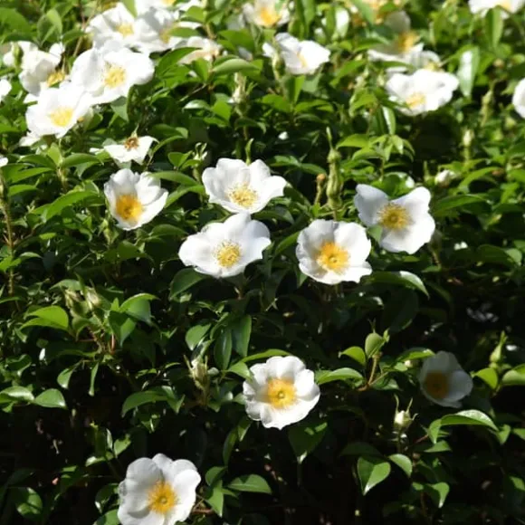 Kamelia japansk rose - Sæt med 3 - Camellia 'B. Field' - Højde 25-40cm - ⌀9cm