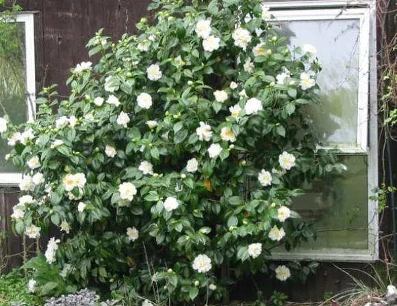 Kamelia japansk rose - Sæt med 3 - Camellia 'B. Field' - Højde 25-40cm - ⌀9cm