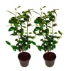 Kamelia japansk rose - Sæt med 2 - Camellia Brush Field - Højde 50-60cm - ⌀15cm