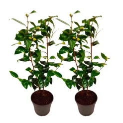 Kamelia japansk rose - Sæt med 2 - Camellia Brush Field - Højde 50-60cm - ⌀15cm