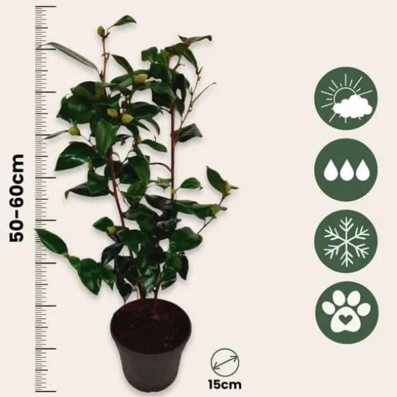 Kamelia japansk rose - Sæt med 2 - Camellia Brush Field - Højde 50-60cm - ⌀15cm