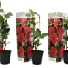 Kamelia japansk rose - Sæt med 3 - Camellia 'Lady C.' - Højde 25-40cm - ⌀9cm