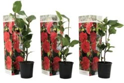 Kamelia japansk rose - Sæt med 3 - Camellia 'Lady C.' - Højde 25-40cm - ⌀9cm