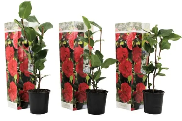 Kamelia japansk rose - Sæt med 3 - Camellia 'Lady C.' - Højde 25-40cm - ⌀9cm