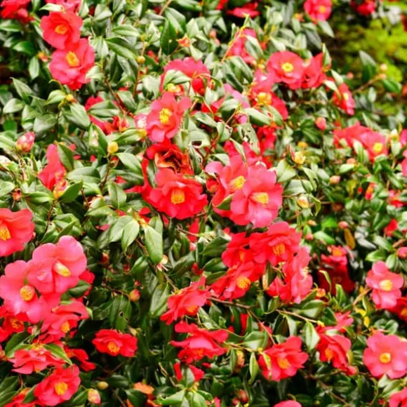 Kamelia japansk rose - Sæt med 3 - Camellia 'Lady C.' - Højde 25-40cm - ⌀9cm