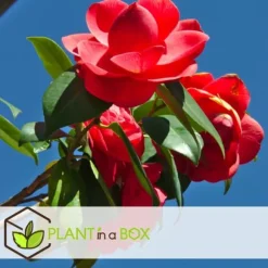 Kamelia japansk rose - Sæt med 3 - Camellia 'Lady C.' - Højde 25-40cm - ⌀9cm