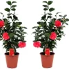 Kamelia japansk rose - Sæt med 2 - Camellia 'Lady C.' - Højde 60-70cm - ⌀19cm