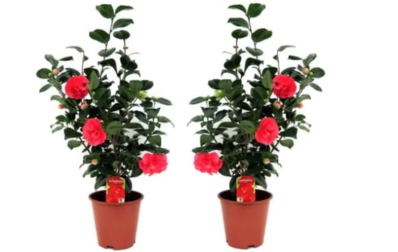 Kamelia japansk rose - Sæt med 2 - Camellia 'Lady C.' - Højde 60-70cm - ⌀19cm