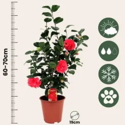 Kamelia japansk rose - Sæt med 2 - Camellia 'Lady C.' - Højde 60-70cm - ⌀19cm