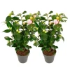 Kamelia japansk rose - Sæt med 2 - Camellia 'Bonomiana' - Højde 50-60cm - ⌀15cm
