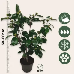 Kamelia japansk rose - Sæt med 2 - Camellia 'Bonomiana' - Højde 50-60cm - ⌀15cm