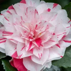 Kamelia japansk rose - Sæt med 2 - Camellia 'Bonomiana' - Højde 50-60cm - ⌀15cm